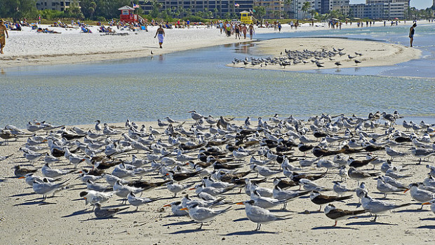 siesta Key