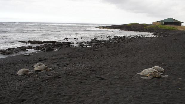 Punalu'u Beach Hawaii
