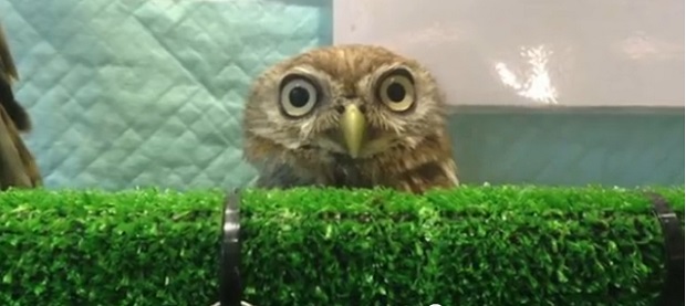 Owl Cafe