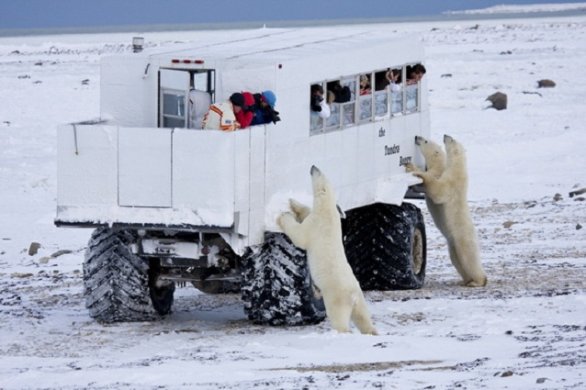 La capitale degli orsi Polari, Canada