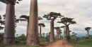 Il viale dei Baobab, Madagascar