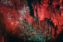 Grotte di Waitomo, Nuova Zelanda