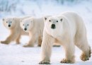 La capitale degli orsi Polari, Canada