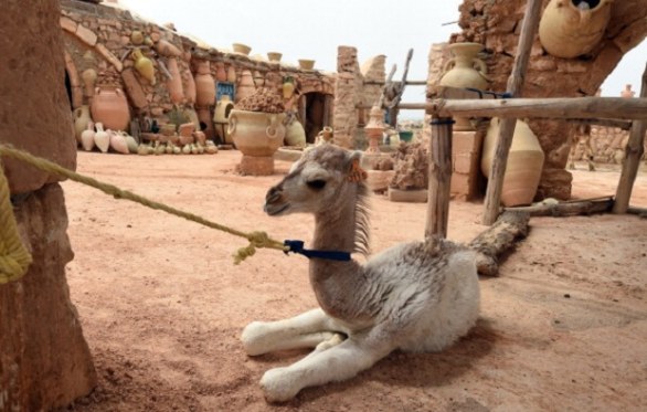 Cucciolo di cammello sul'isola di Djerba