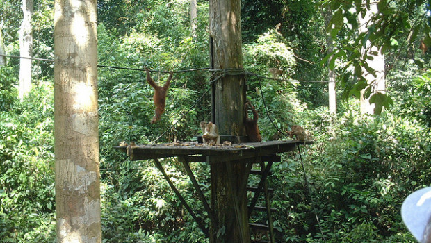 Malesia scimmie