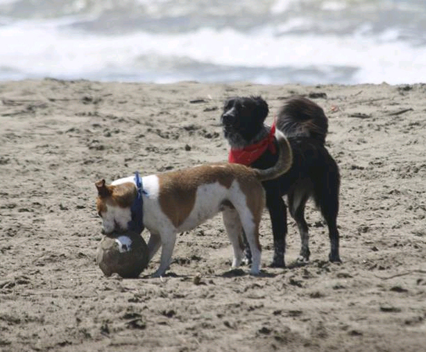 Spiagge Per I Cani A Roma Baubeach Maccarese