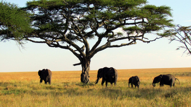 Elefanti Tanzania
