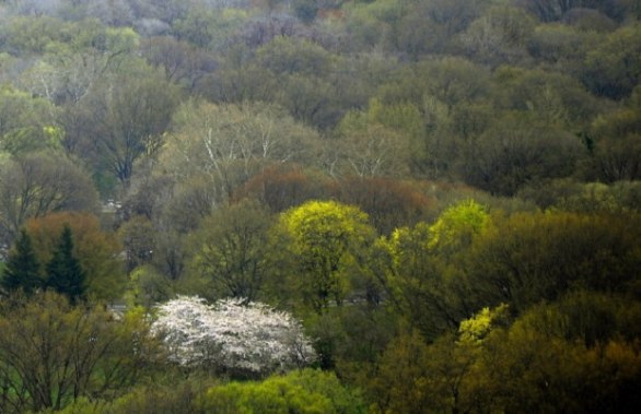 Alberi a Central Park